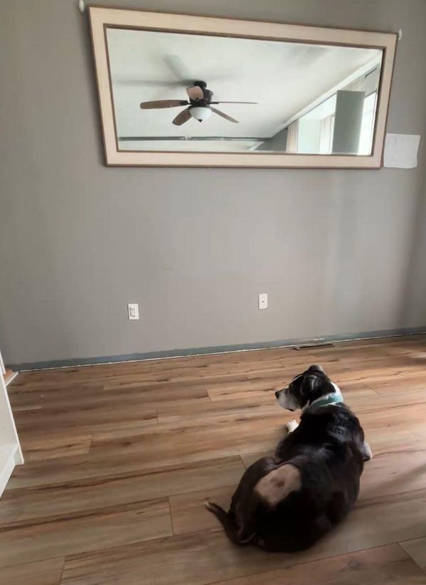 Blank gray wall with honey colored floors and a black and white dog sitting in the foreground